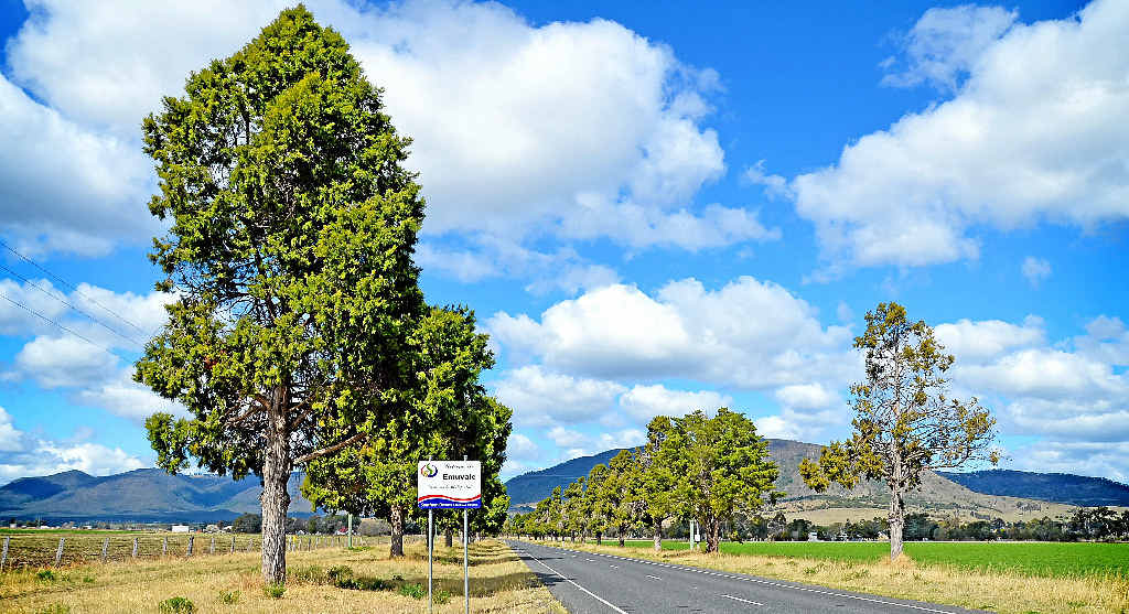 HISTORIC AVENUE: Trees lining the Yangan-Killarney Road make a picturesque entrance into the village of Emu Vale. HISTORIC AVENUE: Trees lining the Yangan-Killarney Road make a picturesque entrance into the village of Emu Vale.